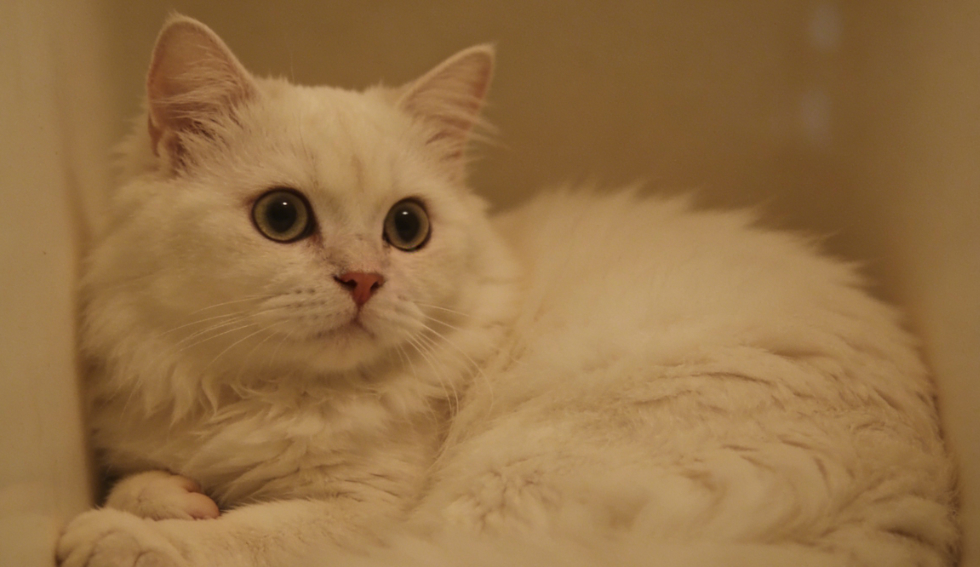 纯白大眼长毛猫下巴清洁与面部特写图示