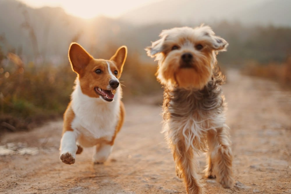 犬猫口腔检查牙结石清理与科学刷牙脱敏图示