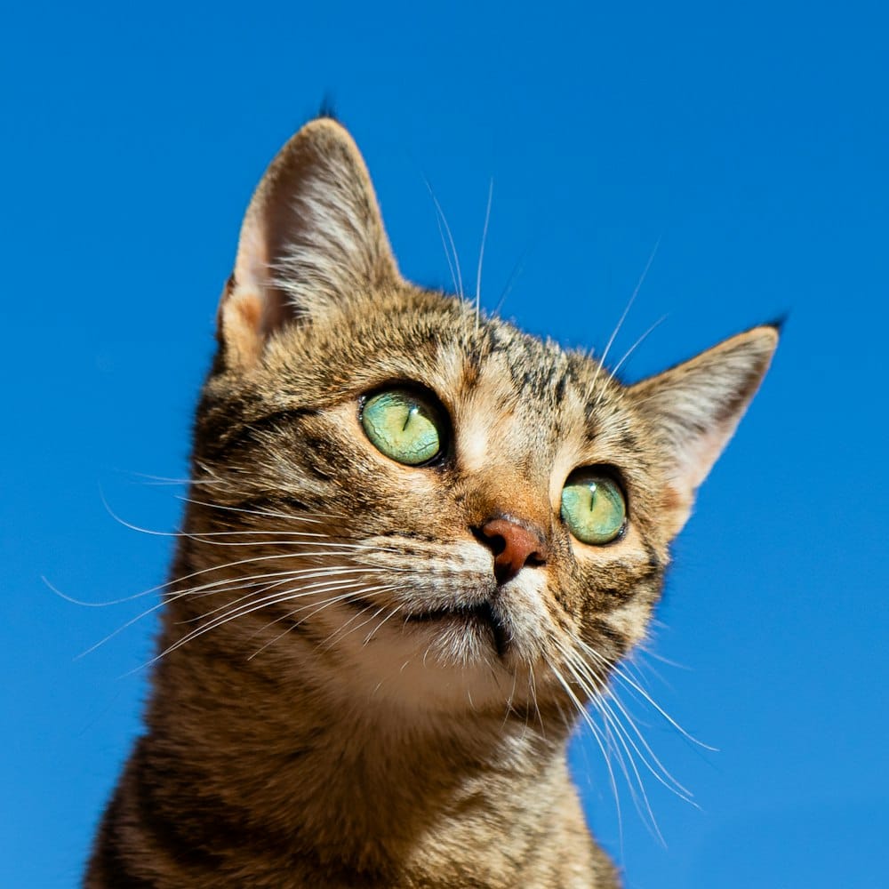 猫咪牙龈线与前臼齿健康状态检查图示