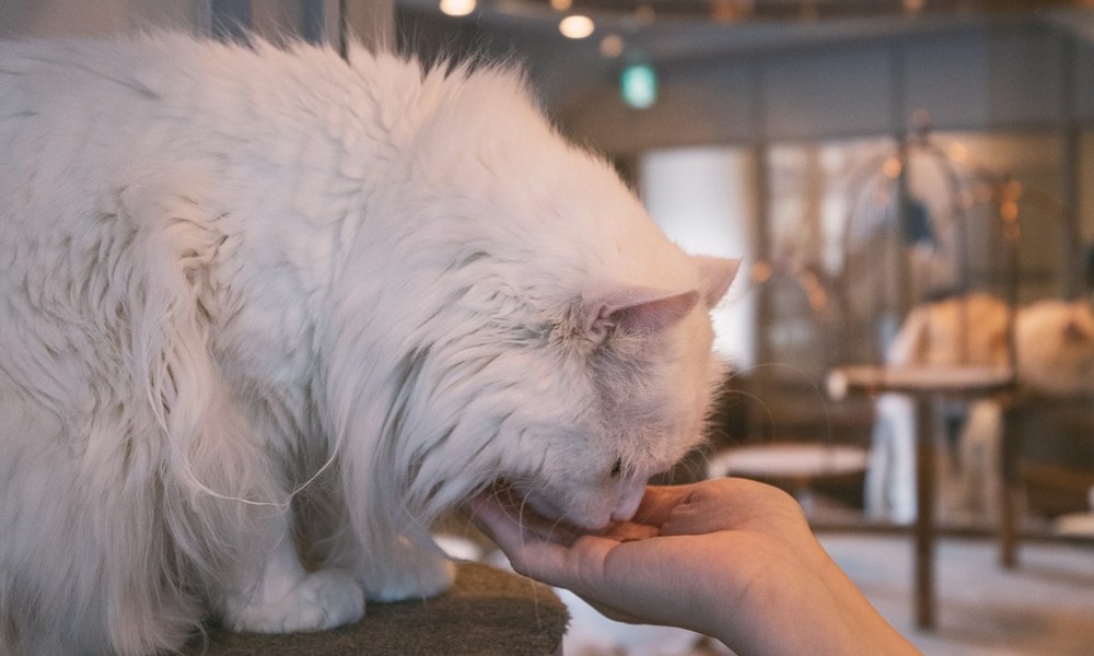 猫咪与狗狗健康进食消化道肠胃护理图示