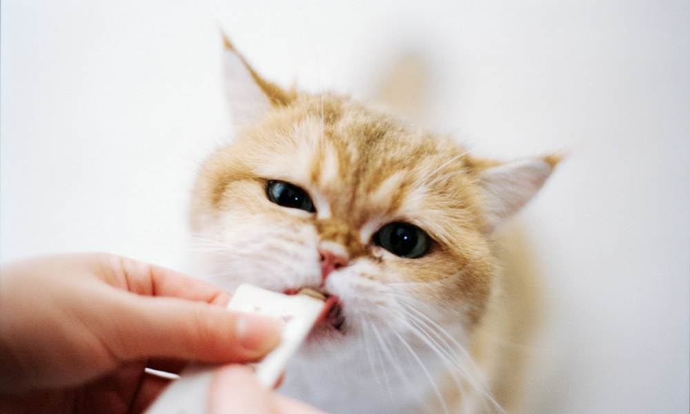 猫咪温和高蛋白泥喂养与营养恢复护理图示